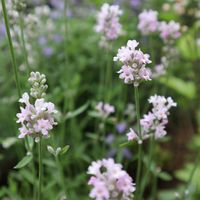 イングリッシュラベンダー,小さな花,小さな庭の画像