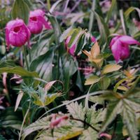 アツモリソウの画像