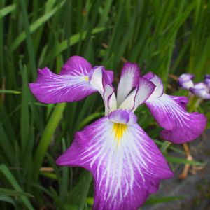 菖蒲,ショウブ,菖蒲園,お出かけ先の画像