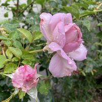 ローズシナクティフ,地植え,ピンクの花,我が家のバラ,元気に育ててますよの画像