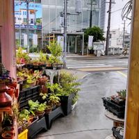 多肉植物,ウラボシ科,ビカクシダ属,食中植物,塊根の画像