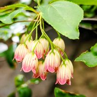 ドウダンツツジ,山野草,季節の花,花のある暮らし,緑のある暮らしの画像