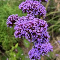 ヤナギハナガサ,ヤナギハナガサ,咲くやこの花館,三尺バーベナ,アメリカ原産の画像