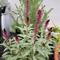 リシマキア,つるにちそう,つるにちにちそう,リシマキア　アトロパープレアボジョレー,お花のある暮らしの画像