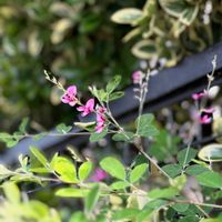 ハギ,ミズヒキ,花のある暮らし,チーム愛知,GSアダルトチームの画像