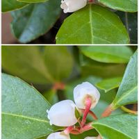 デンドロビウム,チェッカーベリー,ツゲの花,花のある暮らし,富山支部の画像