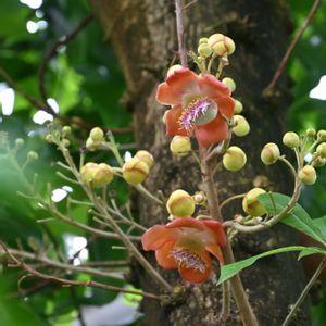 ホウガンノキ（花）,ホウガンノキ(実),温室,京都府立植物園の画像