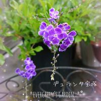 黒竜,デュランタ 宝塚,デュランタ宝塚,レウカンセマム,黒竜の花の画像