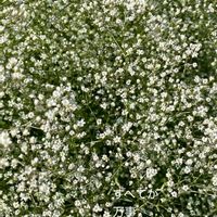 カスミソウ,花のある暮らしの画像