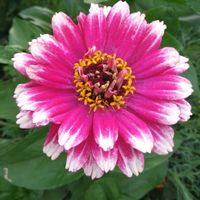 ジニア,ヒャクニチソウ,種から,花のある暮らし,ピンクワールドの画像