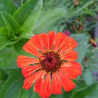 ジニア,ヒャクニチソウ,種から,花のある暮らし,心に笑顔の花をの画像