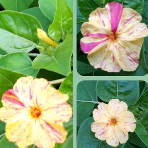 オシロイバナ,花言葉,繋がりに感謝✨,オシロイバナ愛好家友の会,しあわせ運べるようにの画像