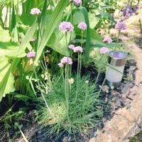 アルメリア,ブルーサルビア,ラムズイヤー,花壇,小道の画像