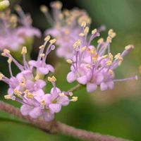 キキョウ,ギンバイカ,ムラサキシキブ,お花,お出かけ先の画像