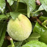 モモ,紫陽花 アジサイ あじさい,小さな庭の画像