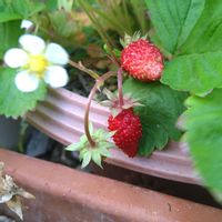 ワイルドストロベリー,花のある暮らし,実りに感謝,心に笑顔の花を,家庭菜園の画像