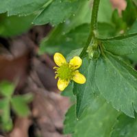 キツネノボタン,歩くの大好き♡の画像