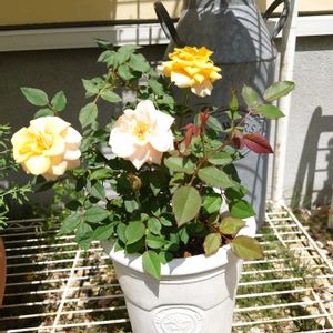 ミニバラ,鉢植え,植え替え,北海道,初夏の画像