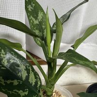 アグラオネマ,アグラオネマ・マリア,観葉植物,出窓,グリーンのある暮らしの画像