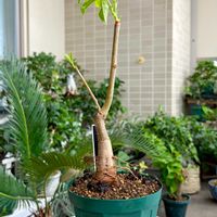 バオバブ,鉢植え,ベランダの画像