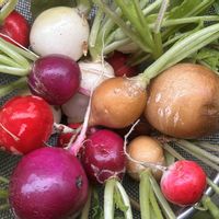 野菜,ラディッシュ,カブ,プランター,プランター野菜の画像