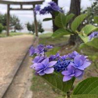 アジサイ,お花,山野草の画像