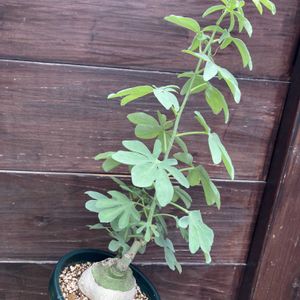 アデニア・グラウカ,多肉植物,塊根植物,コーデックス,花のある暮らしの画像