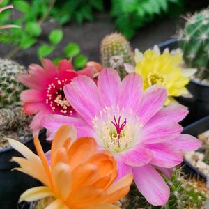 サボテン,白檀,花サボテン,多肉植物,サボテンの花の画像