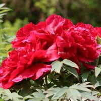 ボタン,ボタン,GSに感謝。,北海道道東,今庭の花の画像