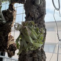 ストレプトフィラ,観葉植物,出窓,グリーンのある暮らし,エアープランツ/チランジアの画像