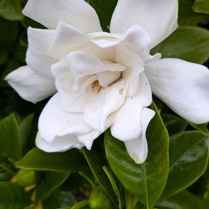 花木,生け垣,植木鉢,花いろいろ,バラと夢CLUBの画像