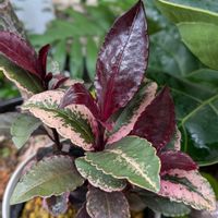 万両,万両〈紅孔雀〉,植物のある暮らし,botanical life,鹿沼土の画像