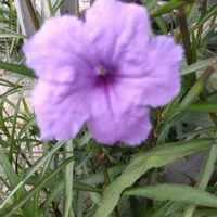 ヤナギバルイラソウ,庭に咲いてるお花,癒し,癒し…♡,お花のある暮らしの画像