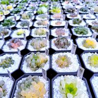 ハオルチア,アガベ,ハオルチア オブツーサ,多肉植物,ハオルチア属の画像