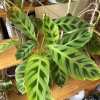 サトイモ科,カラテア,カラテア,観葉植物,ハイドロカルチャーの画像