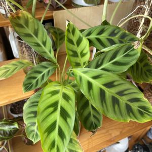 サトイモ科,カラテア,カラテア,観葉植物,ハイドロカルチャーの画像