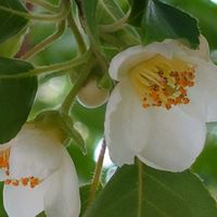 ウメ,ヒメシャラ,白い花,シンボルツリー,初夏の庭の画像