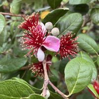 フェイジョア,フェイジョアの花の画像