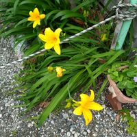 ヘメロカリス,ノカンゾウ,季節の花,お隣の庭,フェンスの画像