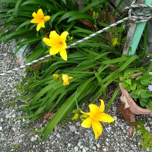 ヘメロカリス,ノカンゾウ,季節の花,お隣の庭,フェンスの画像
