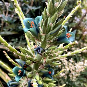 puya,花芽,青い花,プヤの画像
