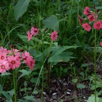クリンソウ,山野草,在来種,日本固有種,入笠山の画像