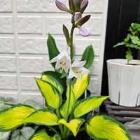 ホスタ ポールズグローリー,鉢植え,明るい日陰,プランター,ガーデニング初心者の画像