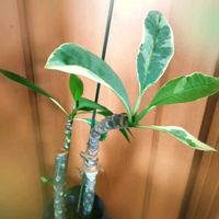 斑入り,フランジパニ,挿し木,花のある暮らし,南国植物の画像