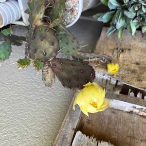 サボテンの花,オプンチア,紫のサボテン,オプンチアマクロケントラ,天鼓の画像