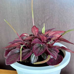 サボテン,ぺぺロミア,ガーデニング初心者,ここにしか咲かない花,しあわせ運べるようにの画像
