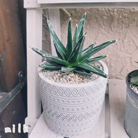 アガベ　笹の雪,アガベ 笹の雪 ヴィクトリア レギナエ,多肉植物,アガベ属の画像