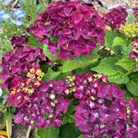 ネモフィラ,マリーゴールド,紫陽花 コットンキャンディ,アジサイ ディープパープルの画像