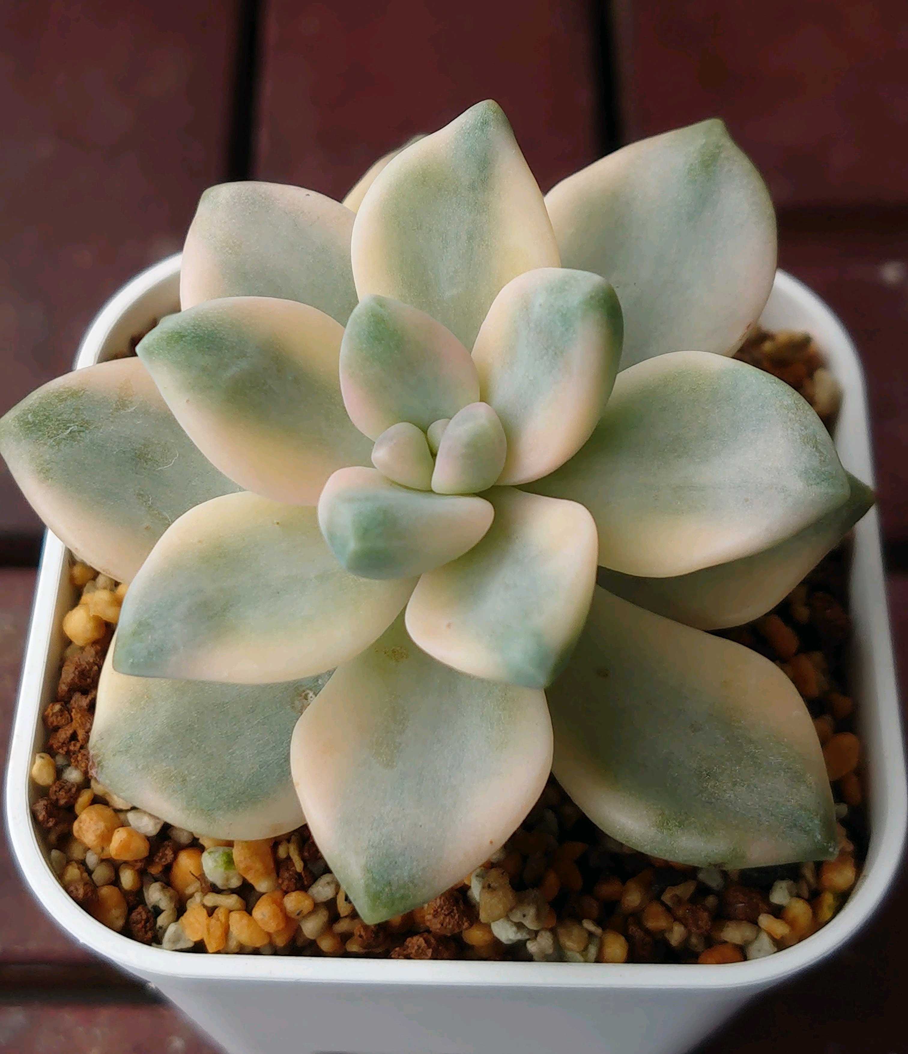 エケベリア・シャビアナの育て方｜きれいな花を咲かせるコツは