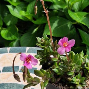 マツバギク,吹雪の松,多肉植物の寄せ植え,二段咲きおしろい花・微笑み返し,ベビーサンローズ黄花の画像